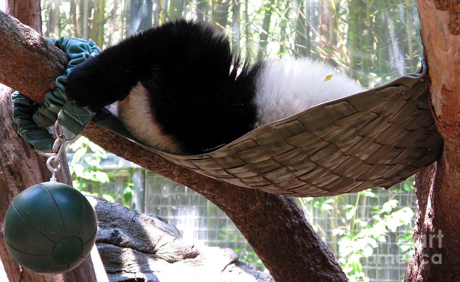 Tree Photograph - Panda Baby Nap. San Diego Zoo Series. by Ausra Huntington nee Paulauskaite