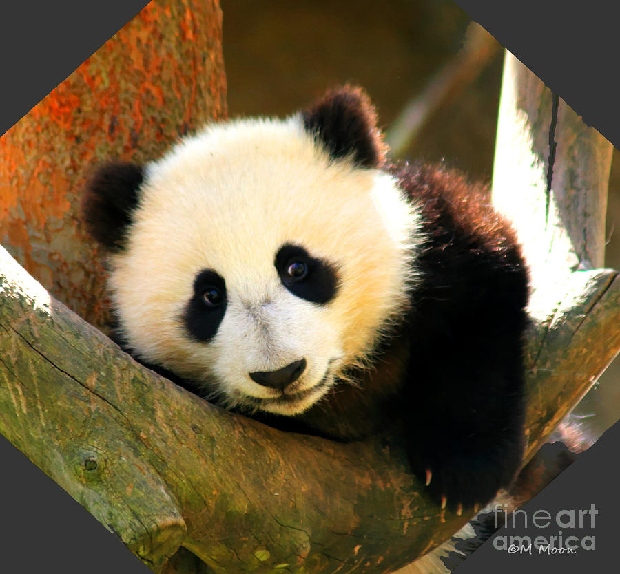 Panda Bear Baby Love Photograph by Tap On Photo