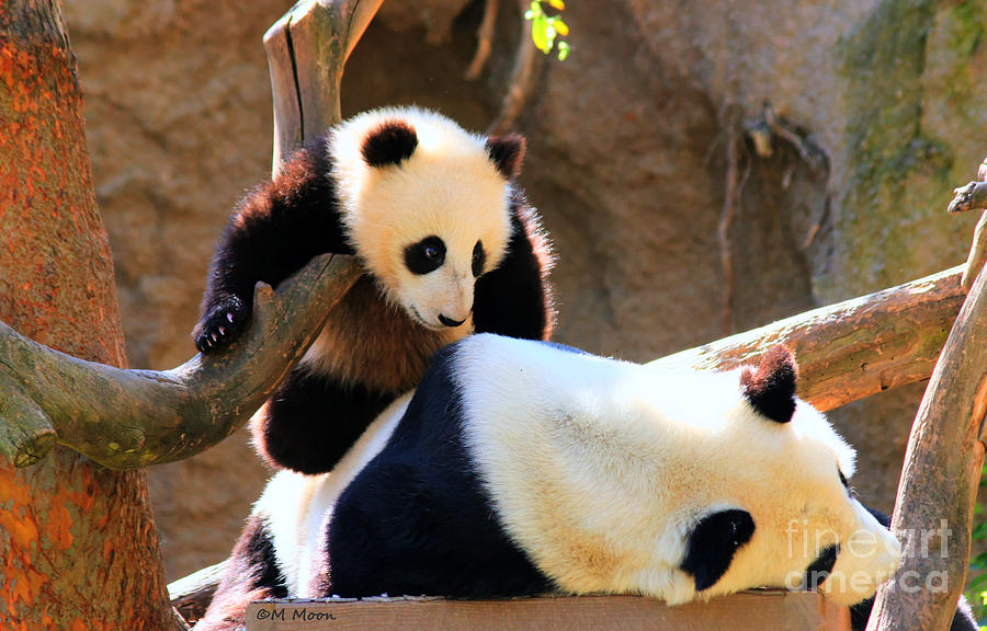 Panda Bear Baby Play Photograph