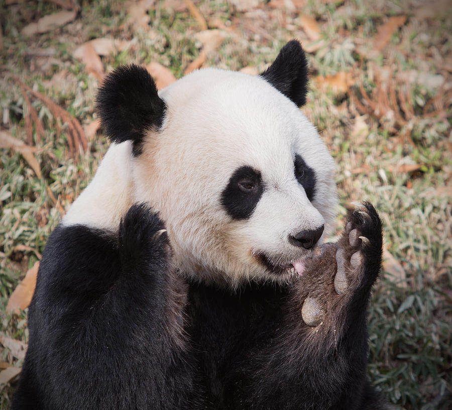 Panda bear Photograph by Jack Nevitt