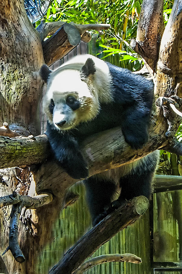 San Diego Photograph - Panda Bear by Jon Berghoff
