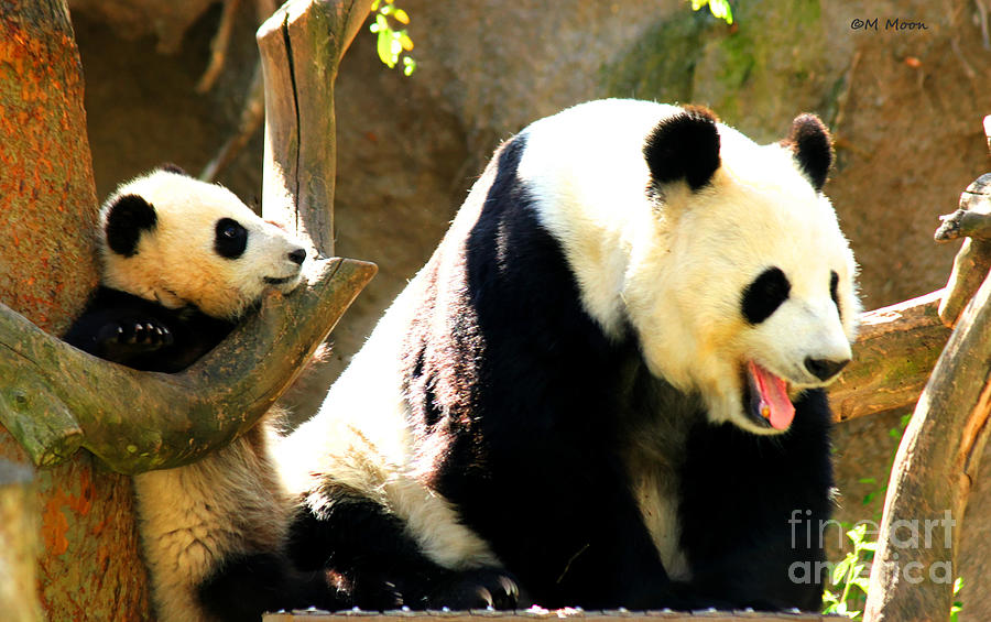 Panda Bear Mommy Talk Photograph by Tap On Photo