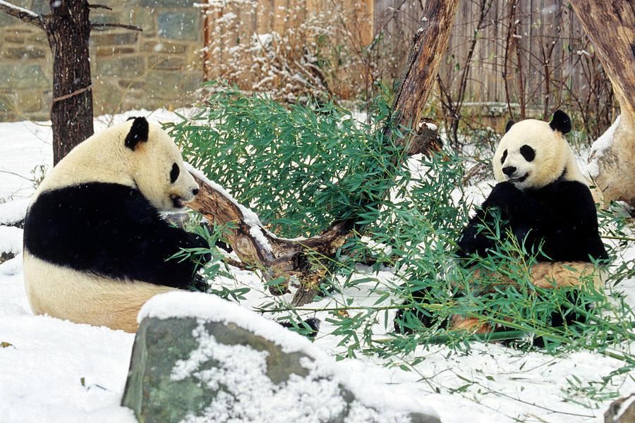 Wildlife Photograph - Panda Bears in Snow by Chris Scroggins