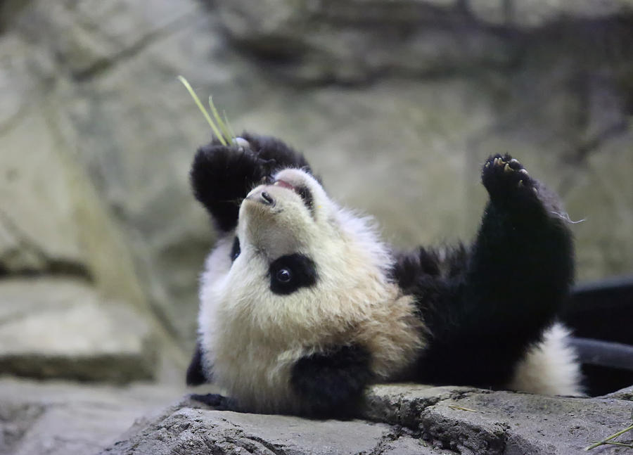Panda Cub Photograph by Jack Nevitt