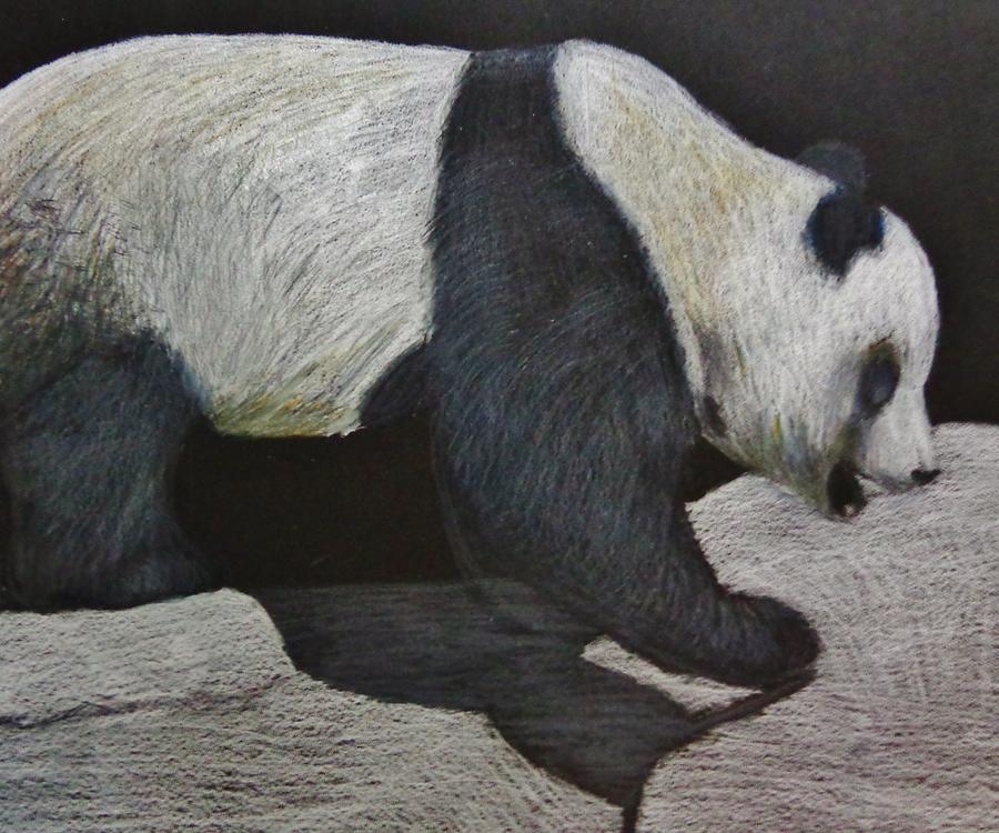 realistic baby panda drawings