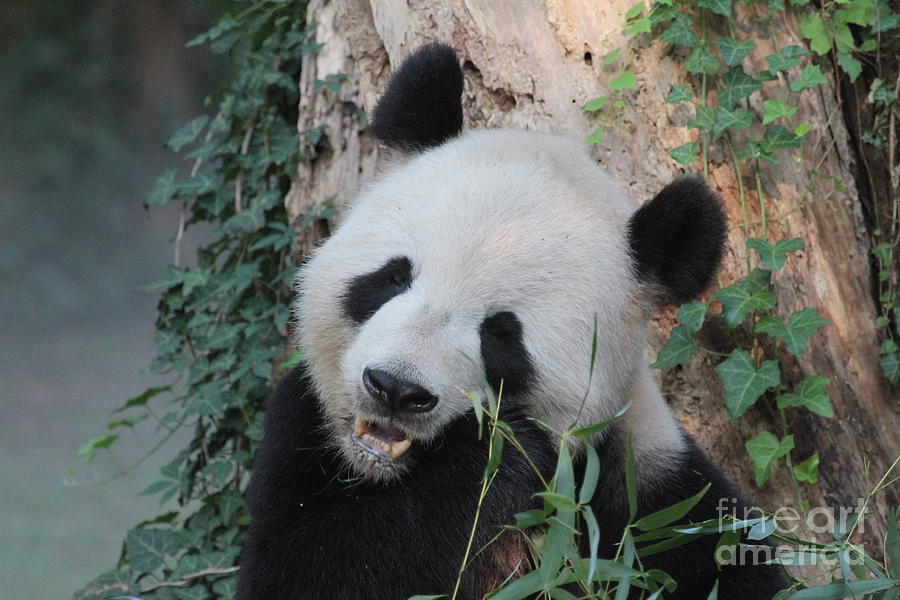 Bear Photograph - Panda eating by Dwight Cook