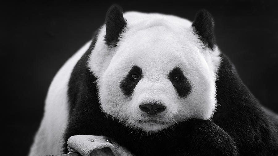 Panda in Repose Photograph by Thousand Word Images by Dustin Abbott