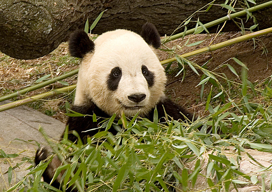 Black And White Photograph - Panda in the National Zoo by Diane Lent