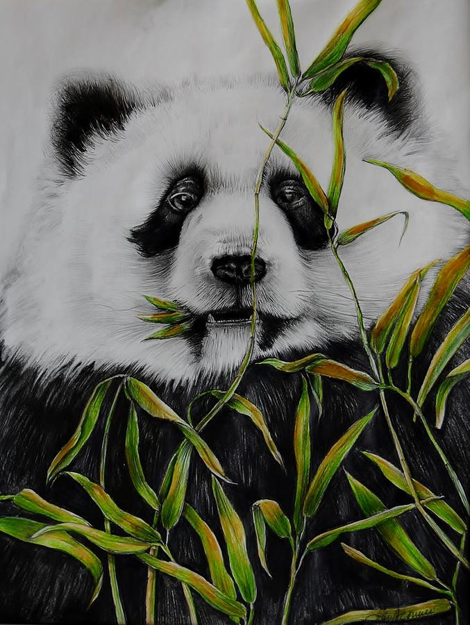 Panda Drawing by Jean Cormier