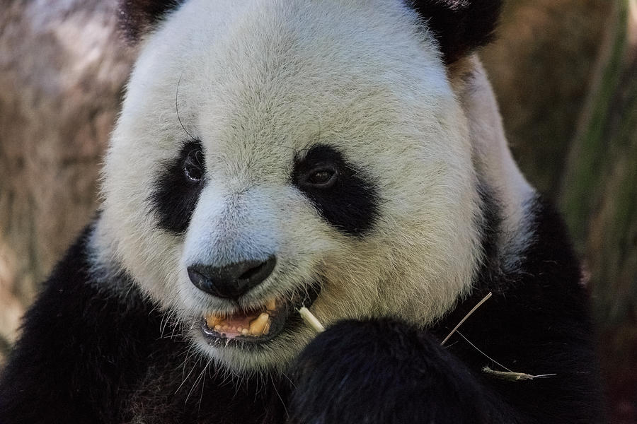 Panda Photograph by Matthew Onheiber