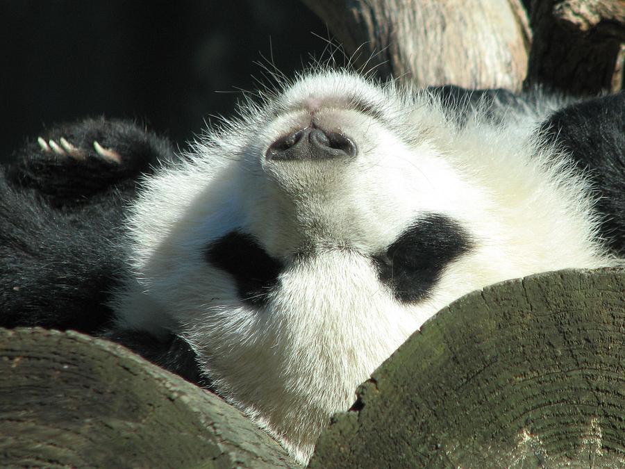 Panda Playing Possum Photograph by Cleaster Cotton