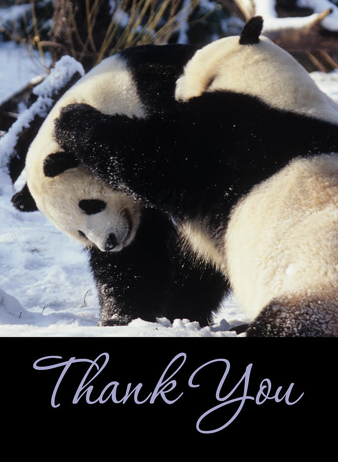 Panda Thank You Cards Photograph by Chris Scroggins
