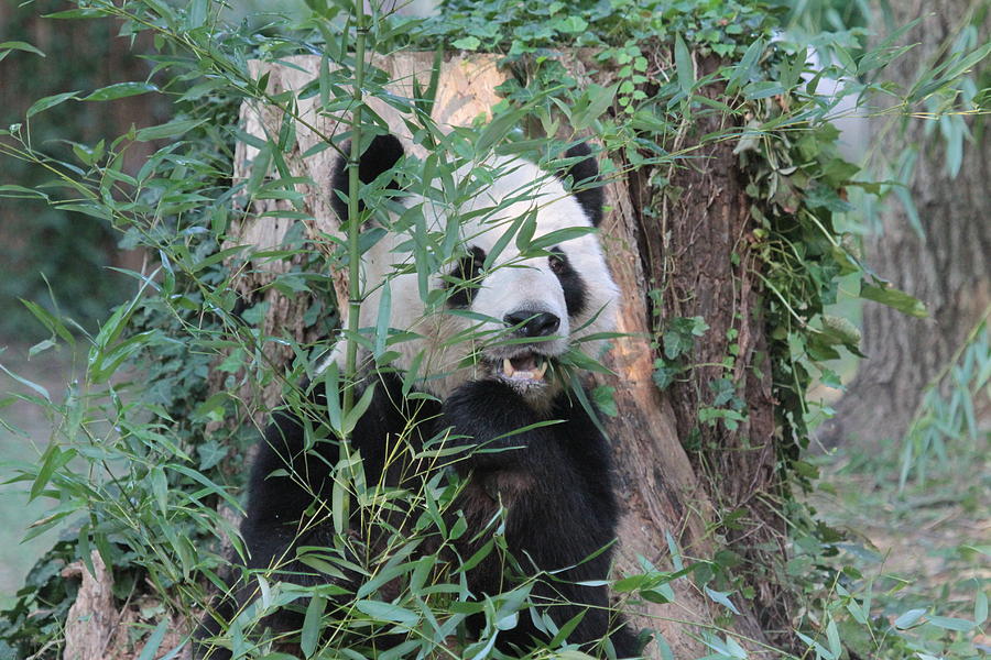 Panda with bamboo Photograph by Dwight Cook