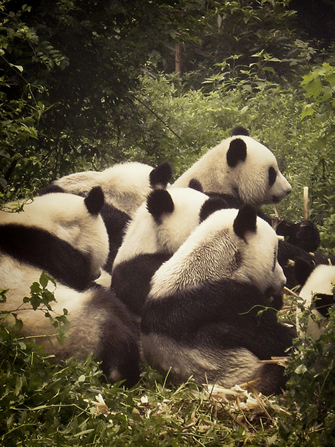 Pandamonium Photograph by Joan Carroll