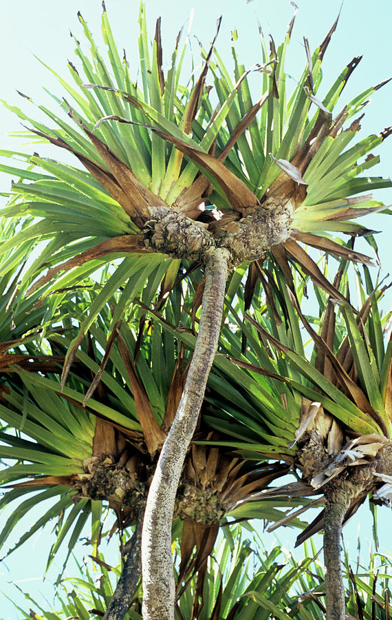 Pandanus Palm Photograph by Sinclair Stammers/science Photo Library