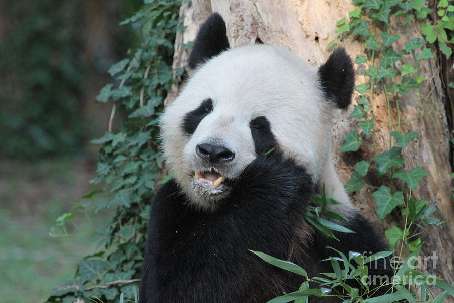 Pandas Photograph by Dwight Cook