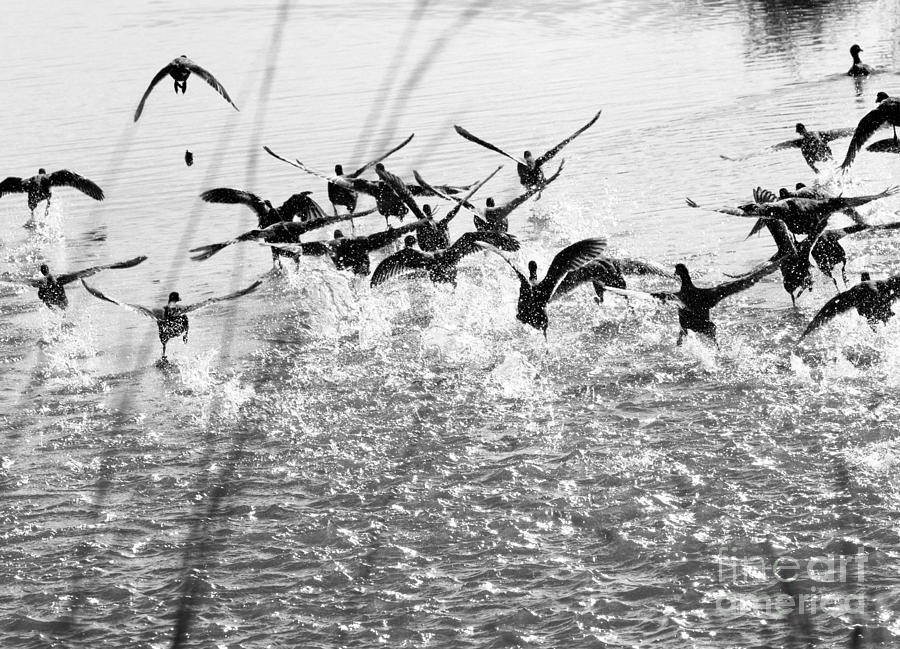 Duck Photograph - Panic in the Pond by Rebecca Cozart