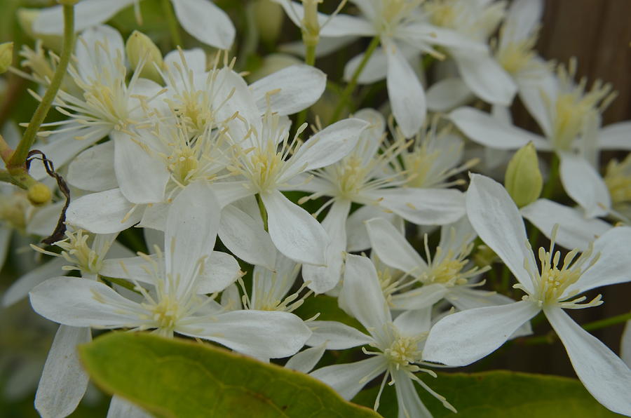 Paniculata Photograph by Jerrie Poindexter - Pixels