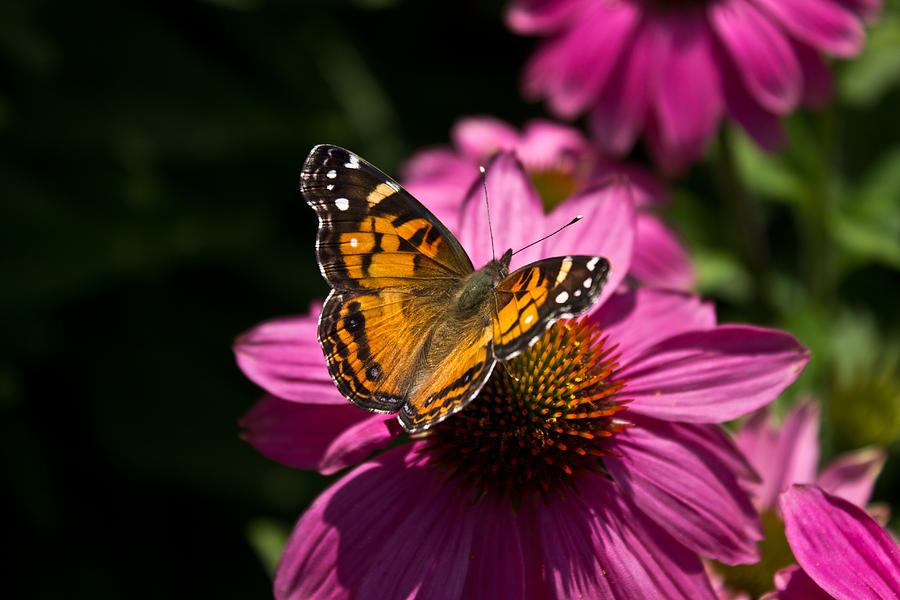 Panited Lady Photograph by Ray Love - Fine Art America