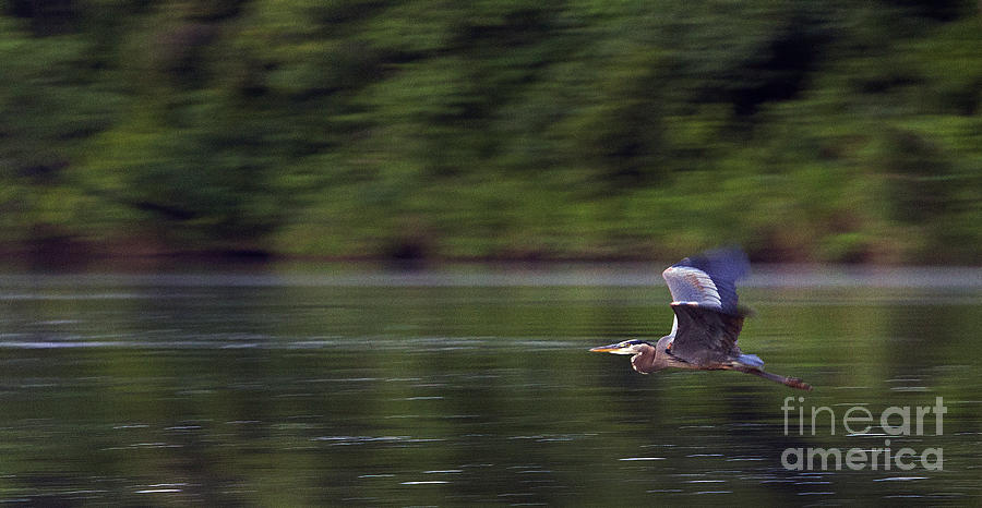 Panned Heron  #9640 Photograph by J L Woody Wooden