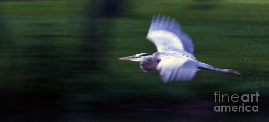 Panned Heron  #9652 Photograph by J L Woody Wooden