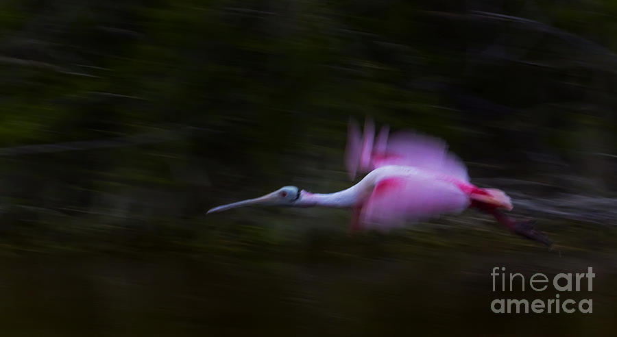 Panned Spoonbill Photograph by J L Woody Wooden
