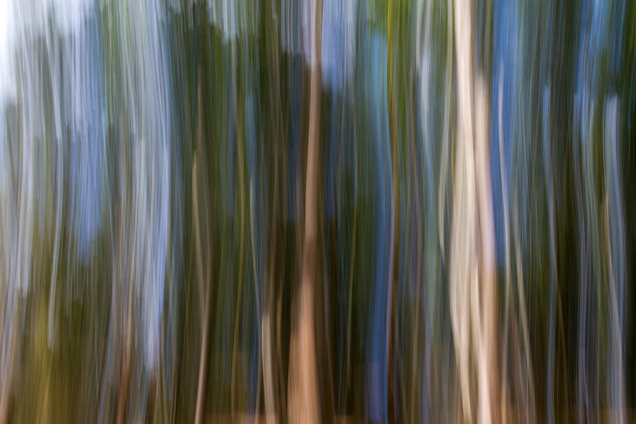 Panning Forest 3 Photograph by Stelios Kleanthous