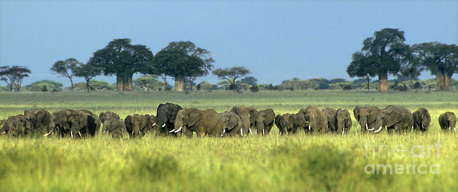 Panorama African Elephant Herd Endangered Species Tanzania Photograph by Dave Welling