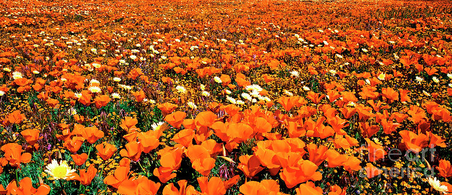 Panorama California Poppies Desert Dandelions  Photograph by Dave Welling