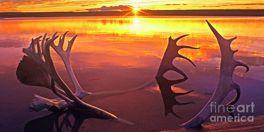 Panorama Caribou Antlers Whitefish Lake NWT Canada Photograph by Dave Welling