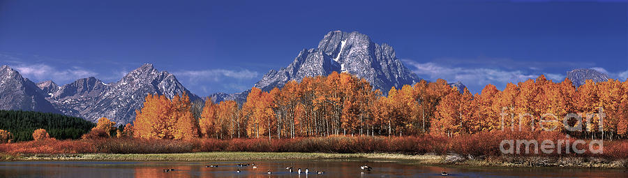 Panorama Fall Colored Aspens Oxbow Bend Grand Tetons National Park Photograph by Dave Welling