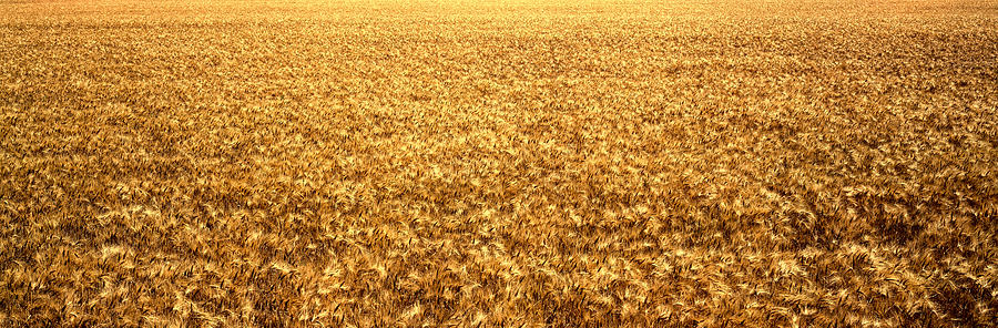 Nature Photograph - Panorama Of Amber Waves Of Grain, Wheat by Panoramic Images