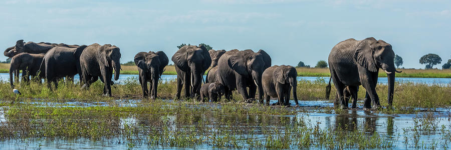 Panorama Of Elephants  Loxodonta Photograph by Nick Dale