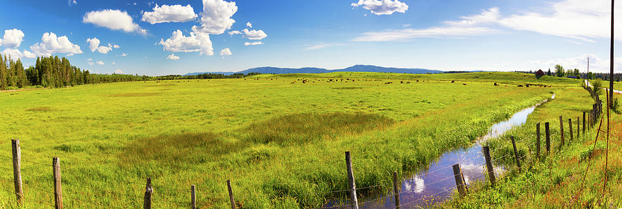 Panorama Of Fields And Cattle Outside Photograph by Anna Gorin