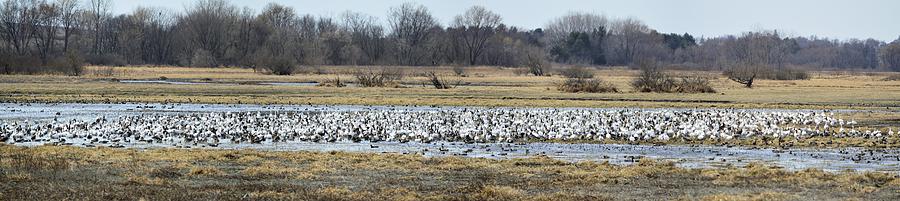 Panorama Snow Geese Photograph by Bonfire Photography