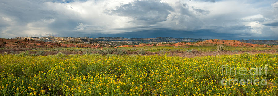 Panorama Striaght Cliffs And Rabbitbrush Escalante Grand Staircase  Photograph by Dave Welling