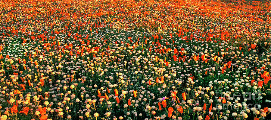 Panorama Wildflowers  Display Southern California Photograph by Dave Welling