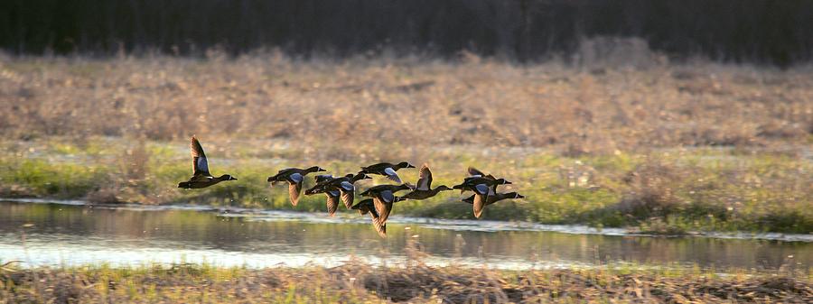 Panoramic Blue Wing Teal Photograph by Bonfire Photography