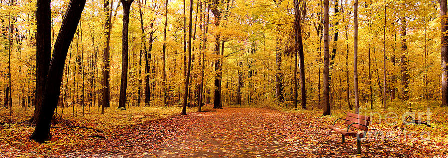 Panoramic Golden Forest Photograph by Boon Mee