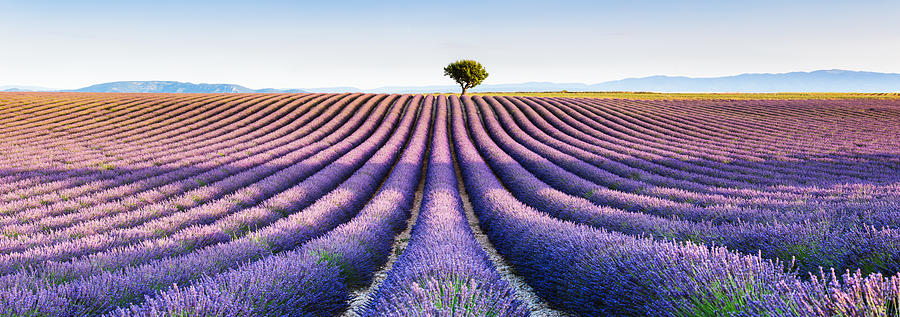 Panoramic of lavender field and tree, Provence, France Photograph by Matteo Colombo