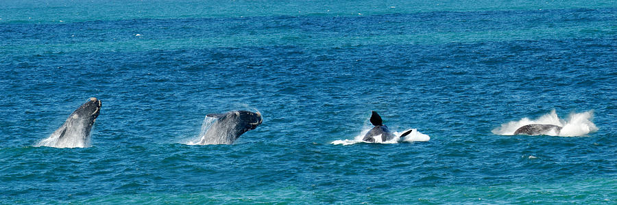 Panoramic sequence of a breaching Southern right whale Photograph by Sami Sarkis