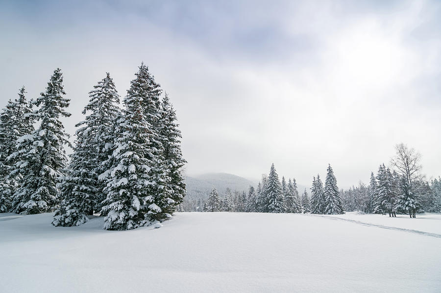 Panoramic Snowy Winter Forest Landscape Photograph By Mmac72