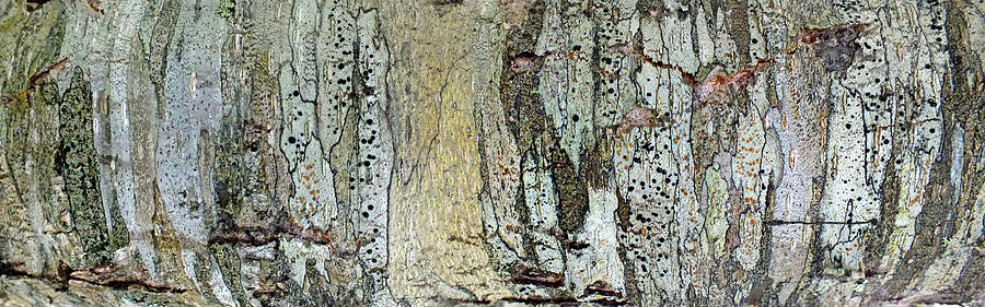 Panoramic Tree Bark Abstract Photograph by Duane McCullough