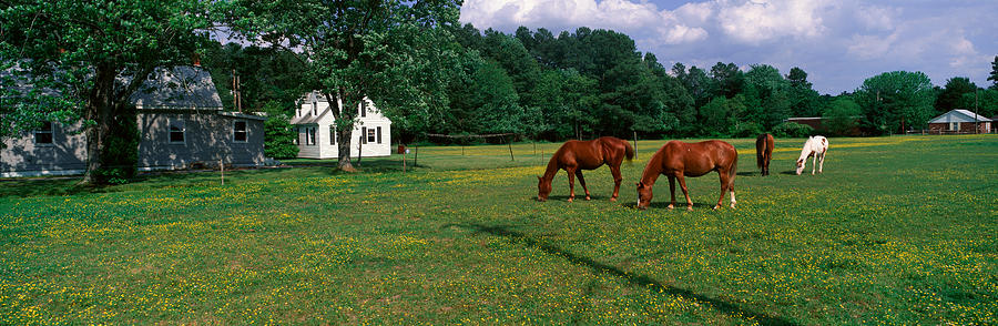 Horse Photograph - Panoramic View Of Horses Grazing by Panoramic Images