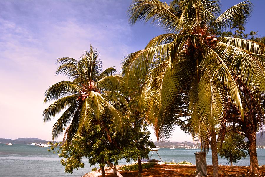 Skyline Photograph - Panoramic view of nature with the green coconut trees  by Siti  Syuhada