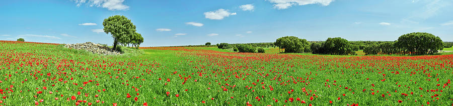 Panoramic View Of Poppy Flowers Field Photograph by Panoramic Images