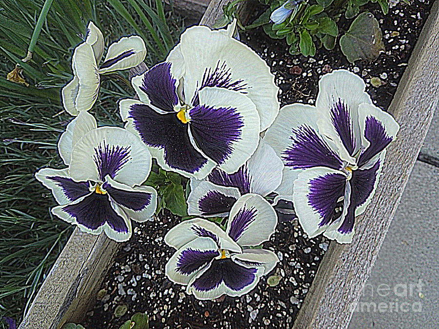 Little Purple Pansies Touched with Gold Photograph by Richard W Linford
