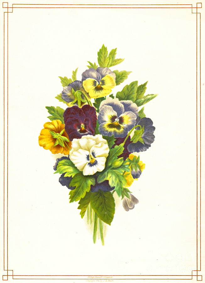 Pansies 1874 Photograph by Padre Art