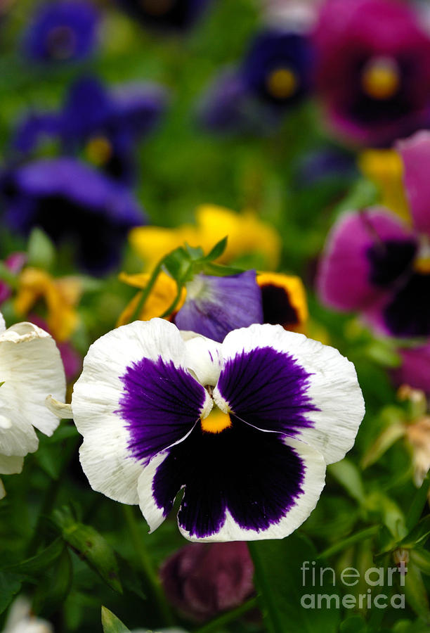 Pansies Photograph by Amy Cicconi