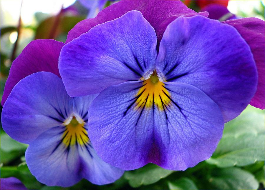 Pansies Photograph by Chris Anderson